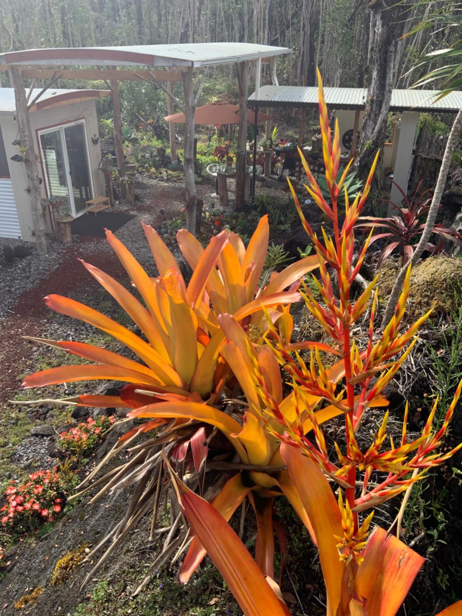Exotic Garden Cottage At Amazing Volcano Fissure Mountain View Exteriör bild