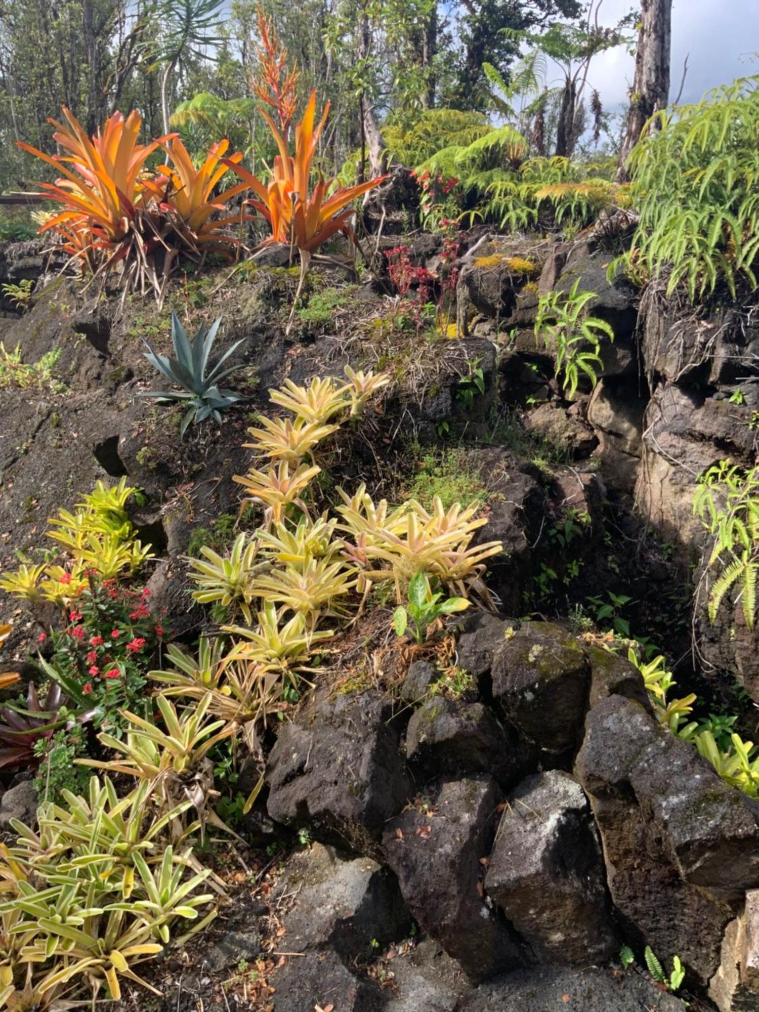 Exotic Garden Cottage At Amazing Volcano Fissure Mountain View Exteriör bild