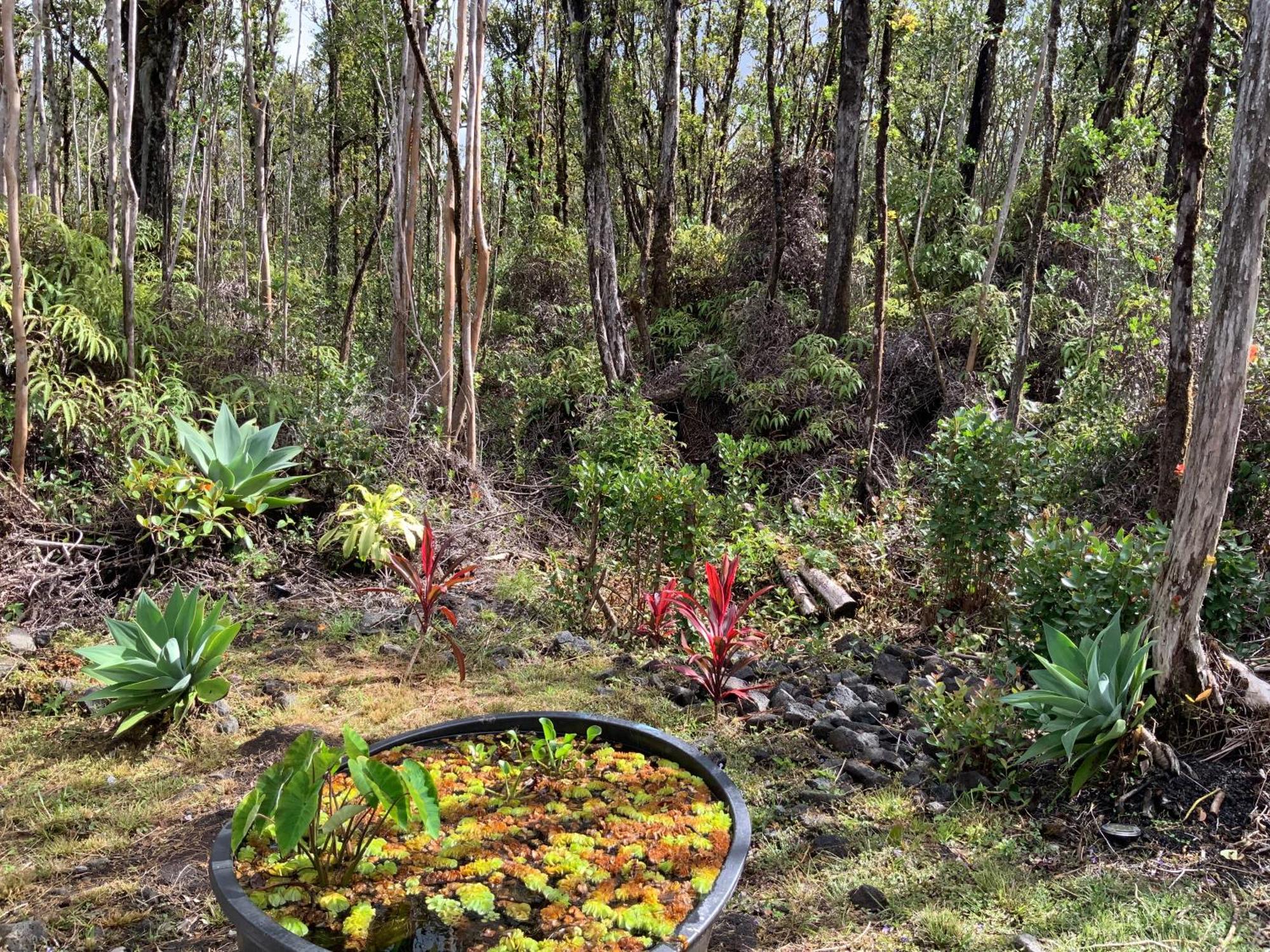 Exotic Garden Cottage At Amazing Volcano Fissure Mountain View Exteriör bild