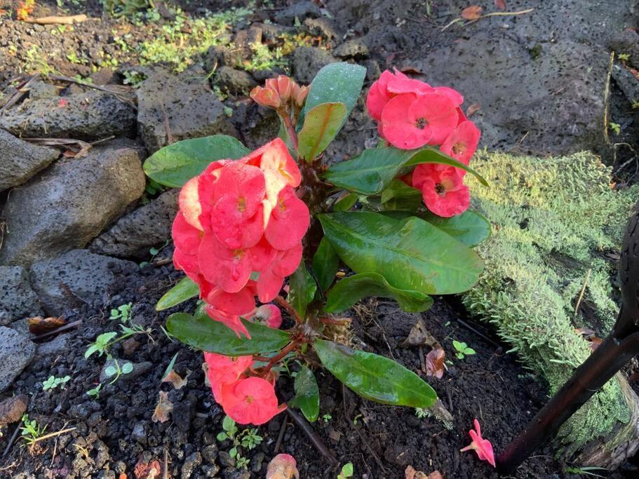 Exotic Garden Cottage At Amazing Volcano Fissure Mountain View Exteriör bild