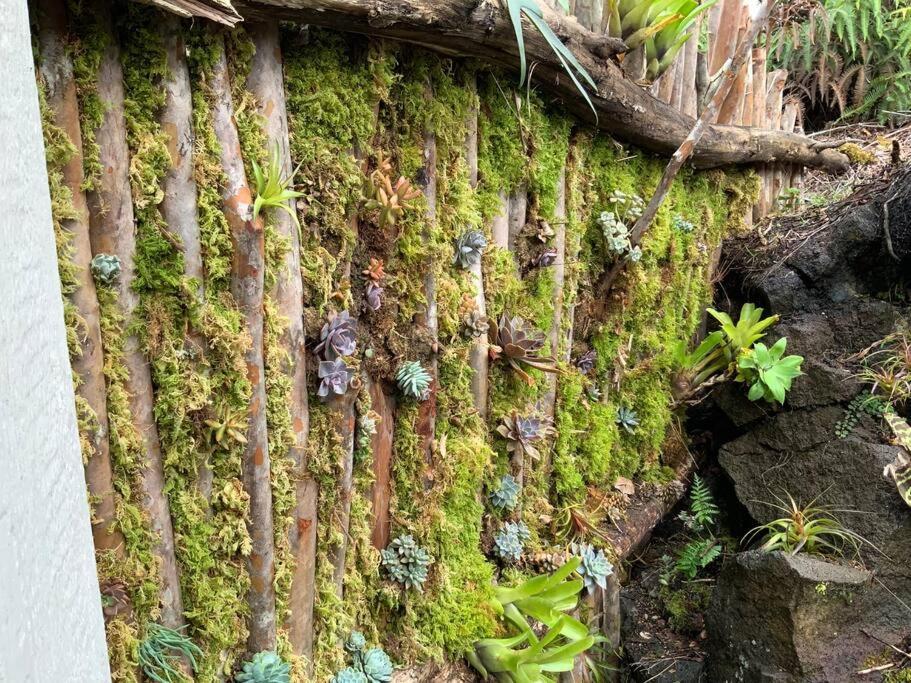 Exotic Garden Cottage At Amazing Volcano Fissure Mountain View Exteriör bild